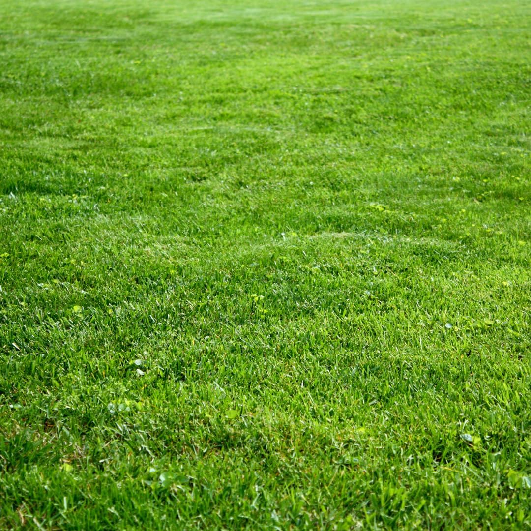 Brownie Brand Kentucky Bluegrass Seed – Premium Lawn Seed for Overseeding, Repairing Bare Spots, and Growing Thick Cool-Season Bluegrass Grass Turf