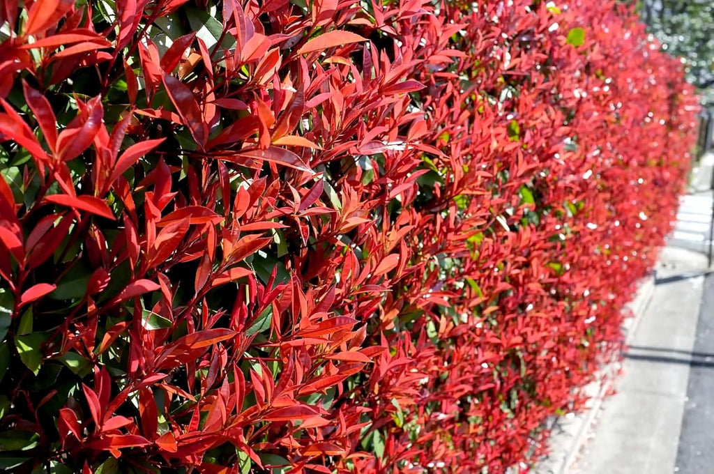 Photinia Red Tip - 50 Live Plants - Photinia x Fraseri - Evergreen Landscape Shrub