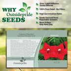 Outsidepride Red Cypress Vine Seeds - 200 Pcs Annual Flower Seeds with Nectar-Rich, Star-Shaped Flowers & Feathery, Fern-Like Leaves for Fences, Trellises, Pergolas & Vertical Gardens