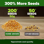 HOME GROWN Golden Bantam Corn 2 Pack – 200 𝗡𝗢𝗡-𝗚𝗠𝗢 𝗨𝗦𝗔 Heirloom Vegetable Seeds – Grow Sweet Corn Outdoors – Easy for Beginners & Great for Home Gardeners –High Germination (Zea mays)