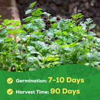 Cilantro Seeds 1 Pack