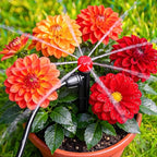 50 Pieces Drip Irrigation Emitters, Adjustable 360 Degree Drip Stream Emitters on 5" with Stake for 1/4" Drip Irrigation Tubing Irrigation 8 Hole Stream Drippers for Garden Watering System