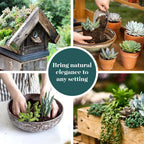 Shop Succulents Verde Succulent Plant Pack Bulk Collection - Live Mini Succulent Plants, Low Maintenance, Mix of Green Succulents & Textures - Wedding and Party Favors, Gift & Garden, Pack of 20
