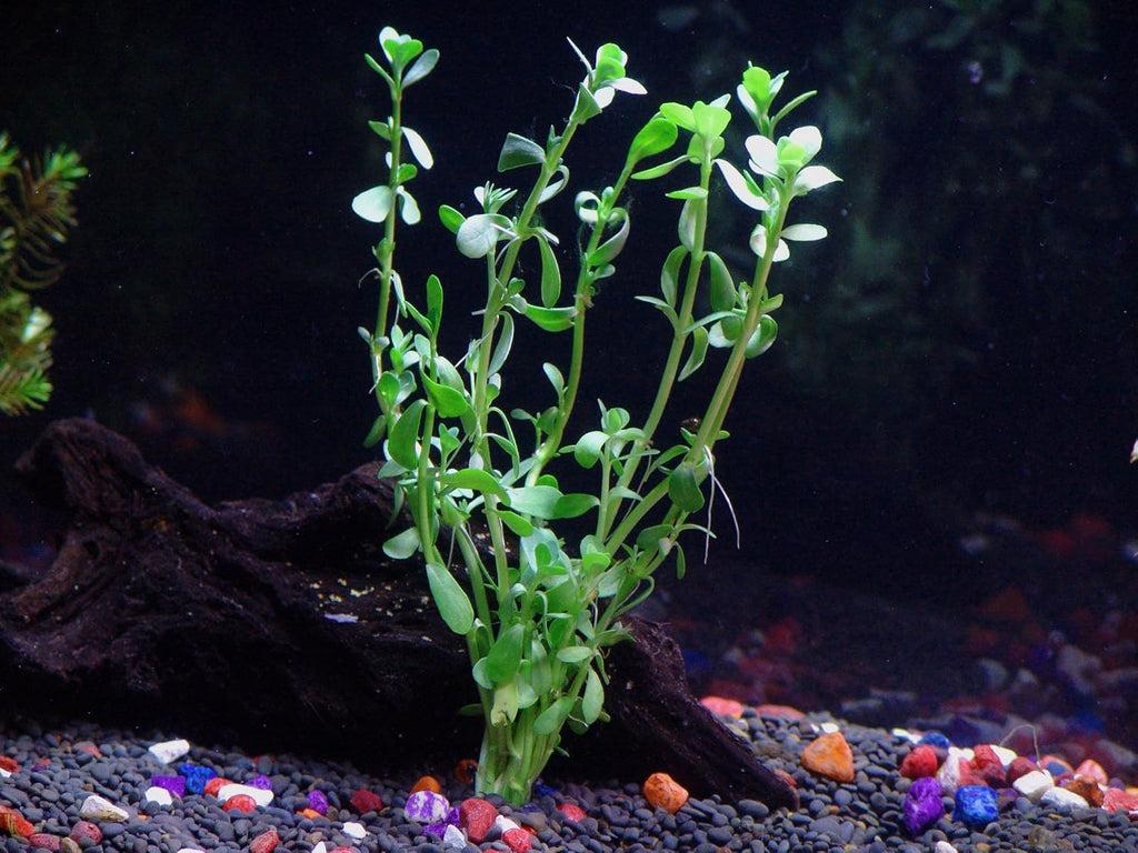6 Species Aquarium Plants Package - Java Fern (Microsorum), Anubias (Anubias Barteri), Hornwort (Ceratophyllum demersum), Swords (Echinodorus), Moneywort (Bacopa), Cryptocoryne Green (Cryptocoryne)