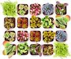 Shop Succulents Endless Summer Succulent Pack Collection - Live Mini Succulent Plants, Low Maintenance, Colors & Textures - Wedding and Party Favors, Gift & Garden, Pack of 100