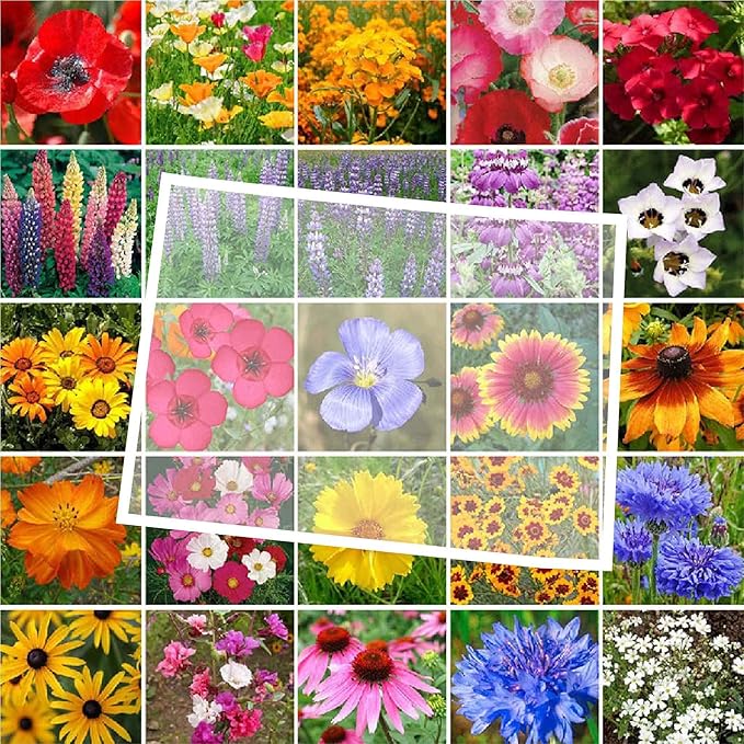 Eden Brothers Colorado Wildflower Mixed Seeds for Planting, 1/4 lb, 120,000+ Seeds with Cornflower, Lupine | Attracts Pollinators, Plant in Spring or Fall, Zones