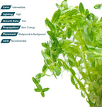SubstrateSource Live Plants – Water Hedge (Didiplis Diandra) – High Light, Green with Red Tips, Midground to Background Accent – Lead Bunch, 1 Pack