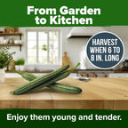 HOME GROWN Luffa Seeds 2 Pack(Luffa aegyptiaca)80 Heirloom 𝗡𝗢𝗡-𝗚𝗠𝗢,𝗨𝗦𝗔-𝗦𝗢𝗨𝗥𝗖𝗘𝗗 Loofah Gourd Seeds for Planting High Germination Rate - Make Sponges or Harvest Young Loofahs for Eating