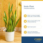 Costa Farms Sansevieria Snake Live Indoor Plant, 8-Inch Tall, Grower's Choice, White-Natural Décor Planter