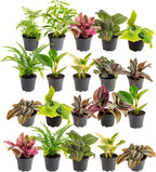 Costa Farms Live Mini Indoor Plants in Plastic Pots, Air Purifying Houseplants, Assorted Varieties, Home, Room, or Office Decor, House Warming or Birthday Gift, 4-6 Inches Tall, Pack of 20