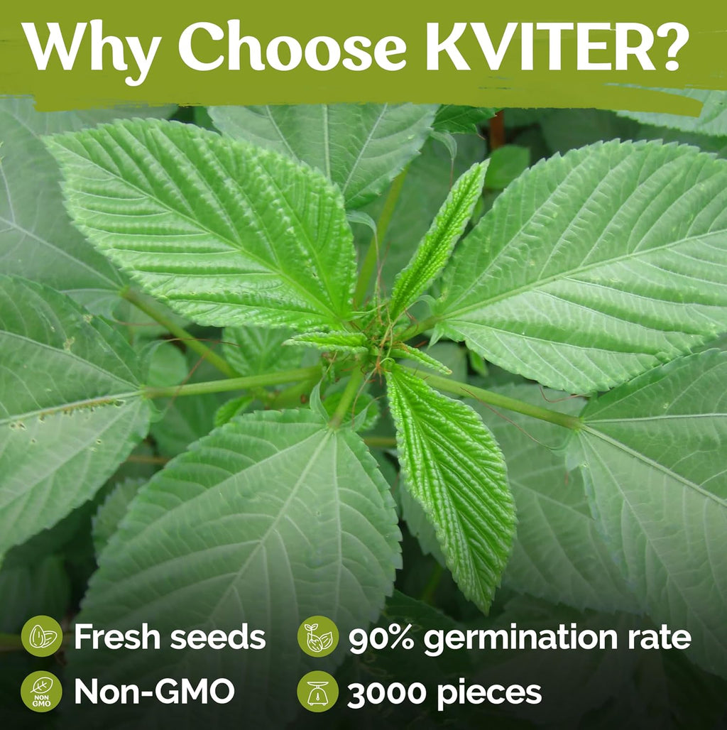 KVITER 3000 Egyptian Spinach Seeds - Molokhia (Corchorus Olitorius) – Jute Leaves, Ewedu, Rau Day, Saluyot Vegetable Seed – Non GMO & Heirloom Vegetable Seeds for Planting Outdoors & Indoors