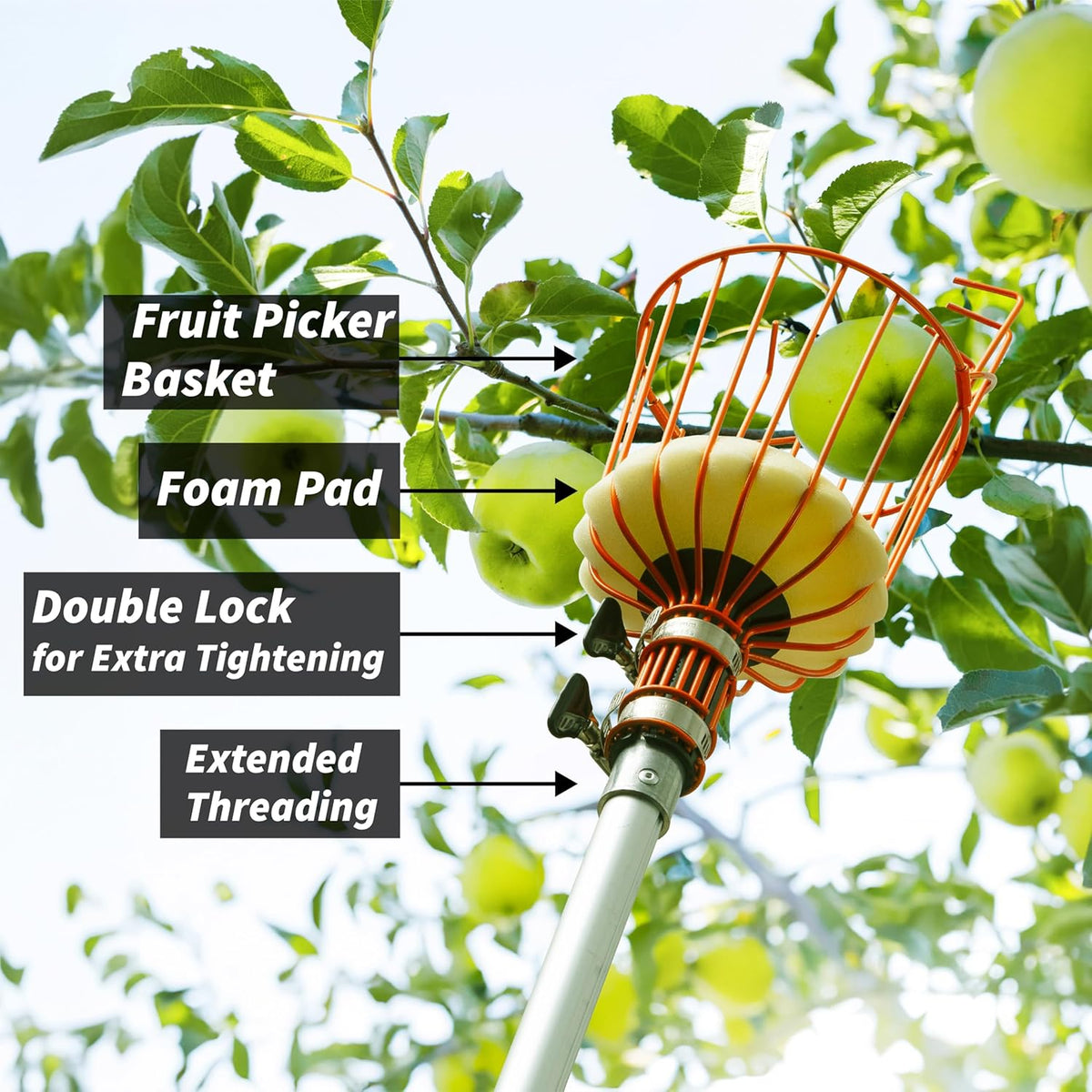 Fruit Picker Pole with Basket Telescoping 5-30 ft Apple Picker Extension Pole // Telescopic Fruit Tree Picker Tool for Picking Orange Mango Avocado Lemon Pear // The Ultimate High-Reach Fruit Grabber