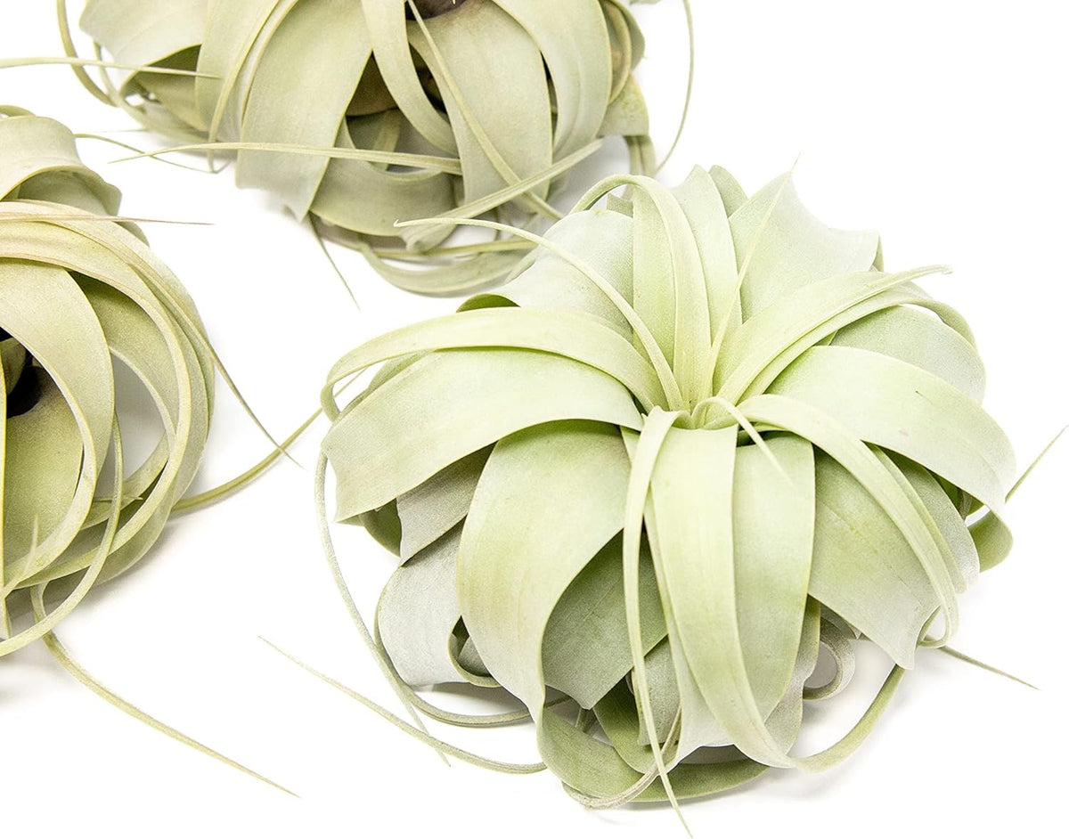 3 Pack Large Xerographica Air Plants 5 to 7 Inch Wide-Air Plants Live Tillandsia Succulent House Plants Holders-Available in Wholesale and Bulk-Home and Garden Decor-Easy Care Indoor Outdoor(