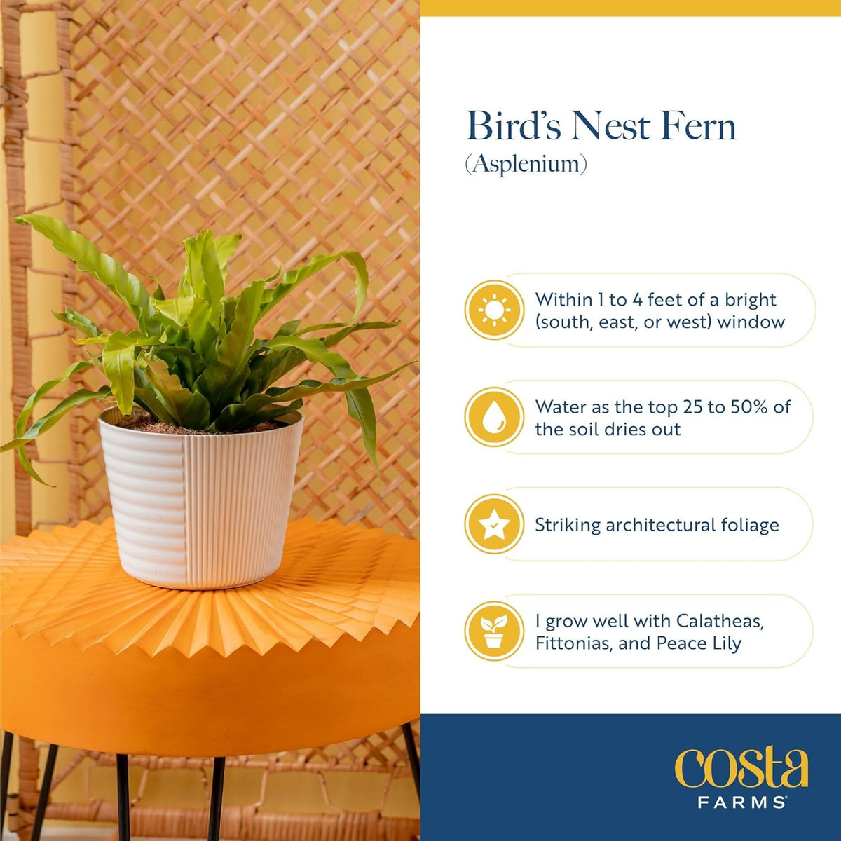 Costa Farms Bird's Nest Fern Plant, Easy to Grow Live Indoor Plant, Houseplant Potted in Decor Plant Pot, Soil Potting Mix, Indoor Garden Gift, Housewarming Gift, Room or Home Décor, 15-Inches Tall