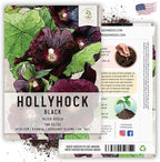 Seed Needs, Black Hollyhock Seeds - 100 Heirloom Seeds for Planting Alcea rosea - Great for Gothic Gardens, Open Pollinated Biennial that Attracts Pollinators (1 Pack)