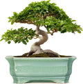 Bonsai Pots - 13.7 Inch Rectangle Ceramic Pots for Plants, Large Succulent Planter with Drainage Hole, Decorative Planters for Indoor Outdoor, Garden House Decor, Housewarming Gifts, Green