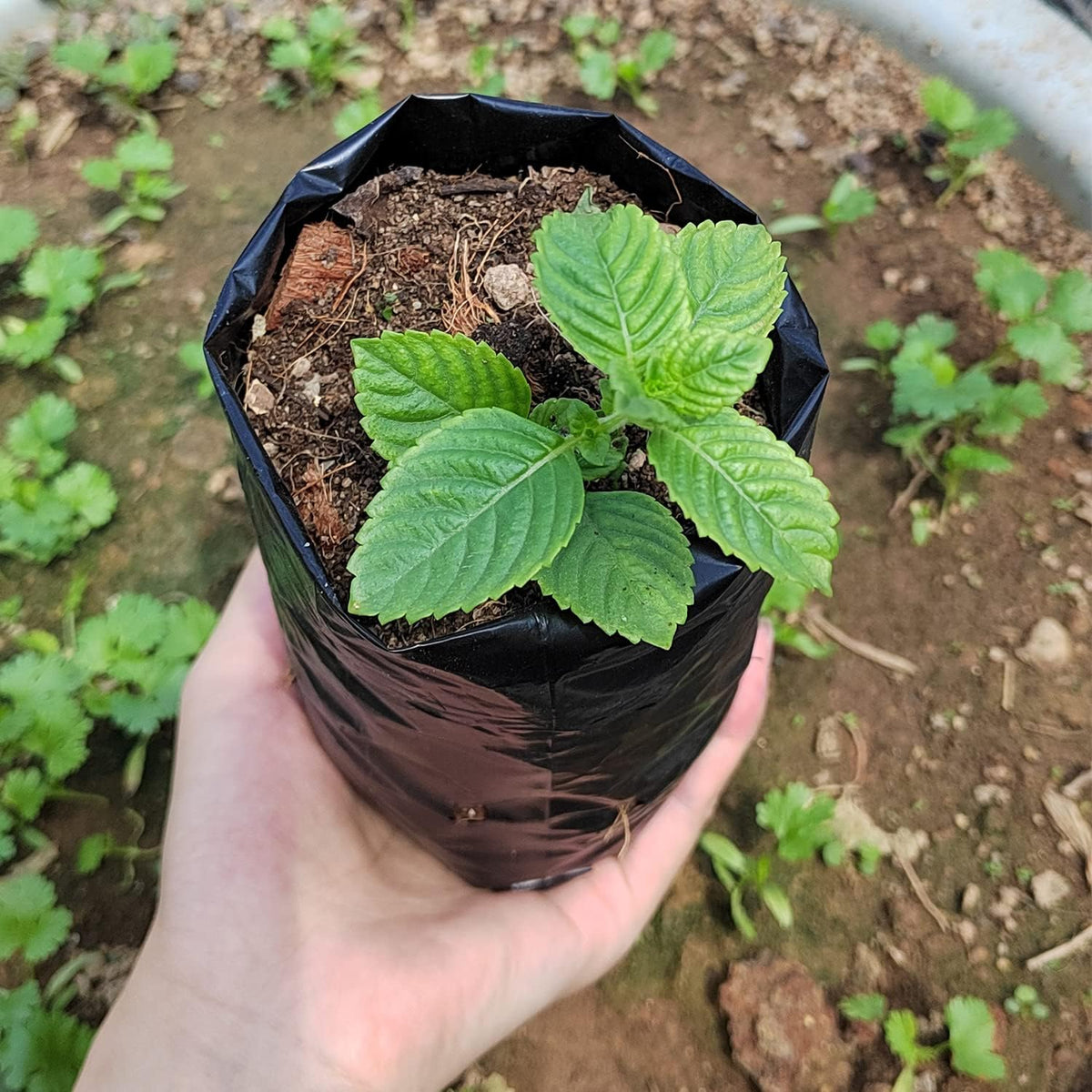 Belit 100 Pcs Plant Nursery Bags, Plastic Seedling Pots Container for Fruit Tree, Flower, Starting saplings, Plant Grow(3.5"x6.6")