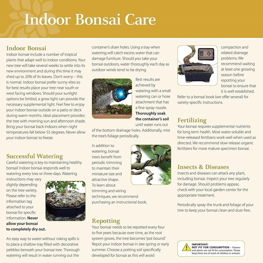 Brussel's Bonsai Live Golden Gate Ficus Indoor Bonsai Tree - Small, 4 Years Old, 5 to 8 In - Live Bonsai Tree in Ceramic Bonsai Pot with Humidity Tray