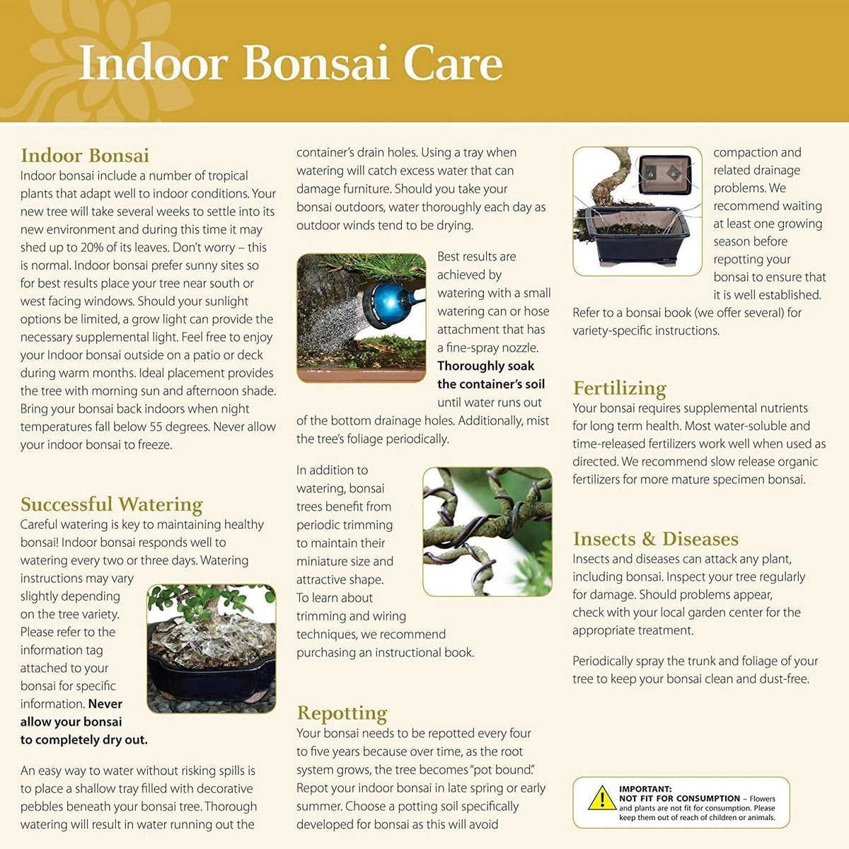 Brussel's Bonsai Live Golden Gate Ficus Indoor Bonsai Tree - Medium, 7 Years, 8 to 16 In - Live Bonsai Tree in Ceramic Bonsai Pot and Humidity Tray