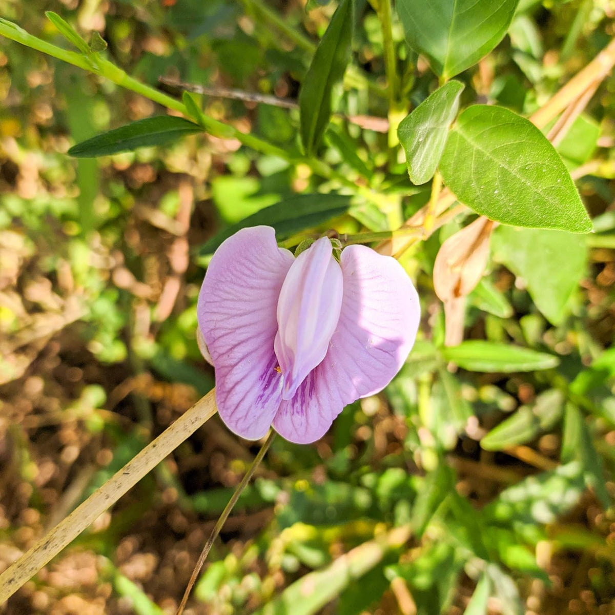 Outsidepride Austrian Winter Peas Seeds for Planting – 1 oz (Cool-Season Cover Crop, High-Protein Deer Food Plot Seed) Field Peas, Cover Crop Seeds, Spring Mix for Soil Health & Forage