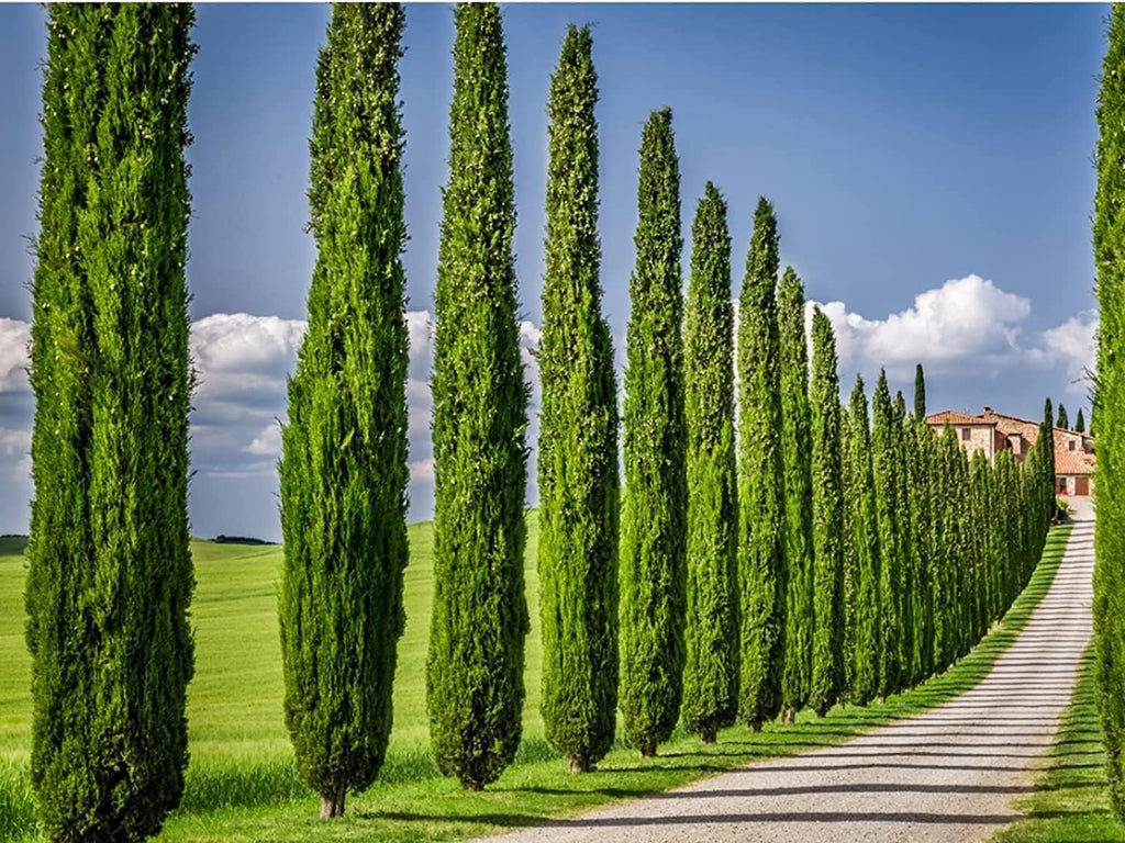 Italian Cypress Tree | 1 Live 4 Inch Pot | Cupressus Sempervirens | Formal Elegant Mediterranean Style Plants