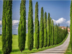 Italian Cypress Tree | 5 Live 4 Inch Pots | Cupressus Sempervirens | Formal Elegant Mediterranean Style Plants