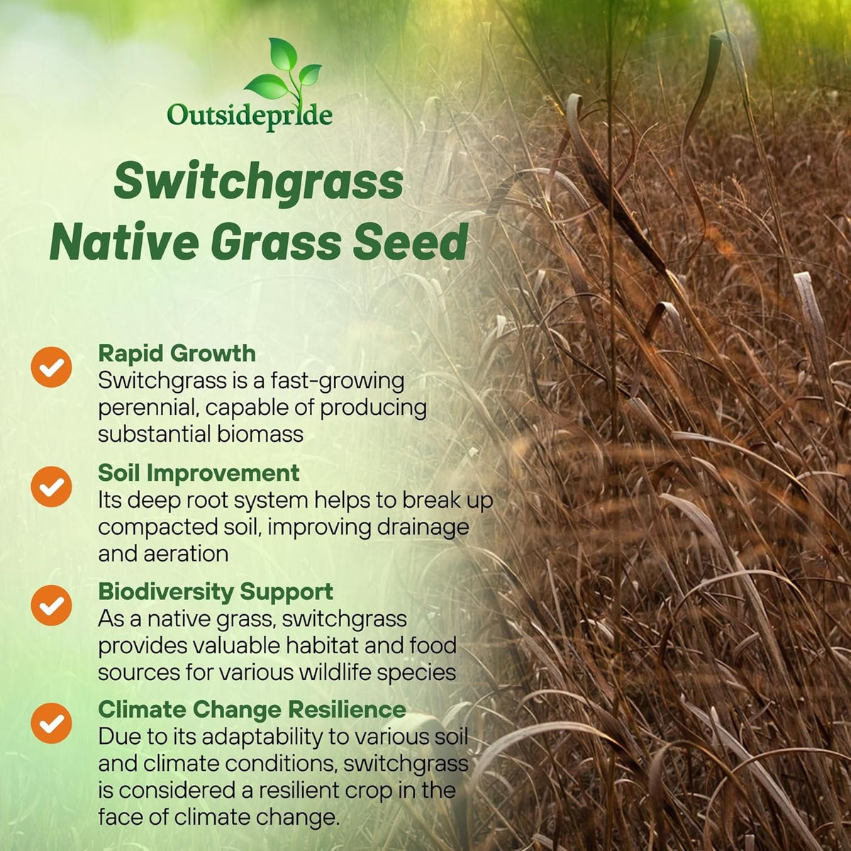 Outsidepride Switchgrass Seed - 25 lbs. Perennial Hardy, Drought & Flood Tolerant Native Grass Seed Ideal Fast-Growing Grasses for Erosion Control, Wildlife Forage & Food Plots, Thrives in Poor Soil
