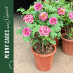 LEOBRO Plant Support Stakes, 6 PCS Peony Cages and Supports, Plant Stakes for Indoor Plants, Outdoor Plants, Monstera Tomato Hydrangea Support Cage, 10" W x 15.8" H