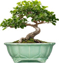Bonsai Pots 11 Inch - Ceramic Succulent Pots with Drainage Hole, Oval Planter for Indoor Outdoor, Decorative Ceramic Flower Pot, Home Garden Room Decor, Plant Lover Gifts, Green