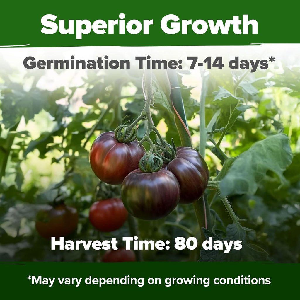 HOME GROWN Cherokee Purple Tomato Seeds 2 Pack (Solanum lycopersicum) - 212 Seeds, 𝗡𝗢𝗡-𝗚𝗠𝗢 𝗨𝗦𝗔-𝗦𝗢𝗨𝗥𝗖𝗘𝗗 Tomato for Planting - Heirloom Vegetable Seeds with High Germination Rate