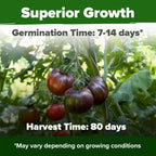 HOME GROWN 𝗨𝗦𝗔 𝗣𝗥𝗘𝗠𝗜𝗨𝗠 Cherokee Purple Tomato Seeds 1 Pack (Solanum lycopersicum) - 106 Seeds, 𝗡𝗢𝗡-𝗚𝗠𝗢 Tomato for Planting - Heirloom Vegetable Seeds with High Germination Rate