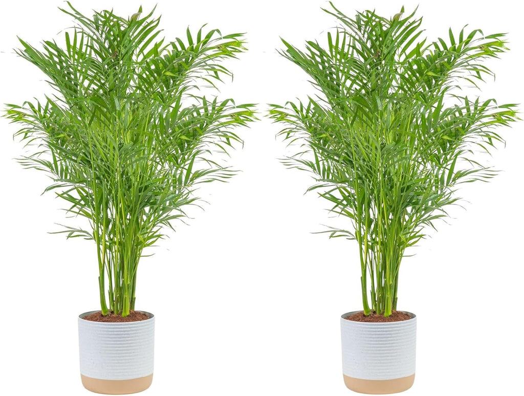 Costa Farms Cat Palm Live Plants in Decorative Pot, Large Indoor Houseplant, Perfect for Home, Room, or Office Decor, Great House Warming or Birthday Gift, 3-4 Feet Tall, Pack of 2