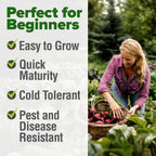 HOME GROWN Detroit Dark Red Beet Seeds 2 Pack(Beta vulgaris) 1000+𝗡𝗢𝗡-𝗚𝗠𝗢 𝗨𝗦𝗔 Heirloom Seeds with High Germination – Sweet,Nutrient-Rich Beets for Easy Planting in Garden Beds or Containers