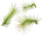 ragnaroc Air Plants - Tillandsia Funckiana, Large 5" - 3ct - Live Arrival Guaranteed - House Plants for Home Decor & Gift