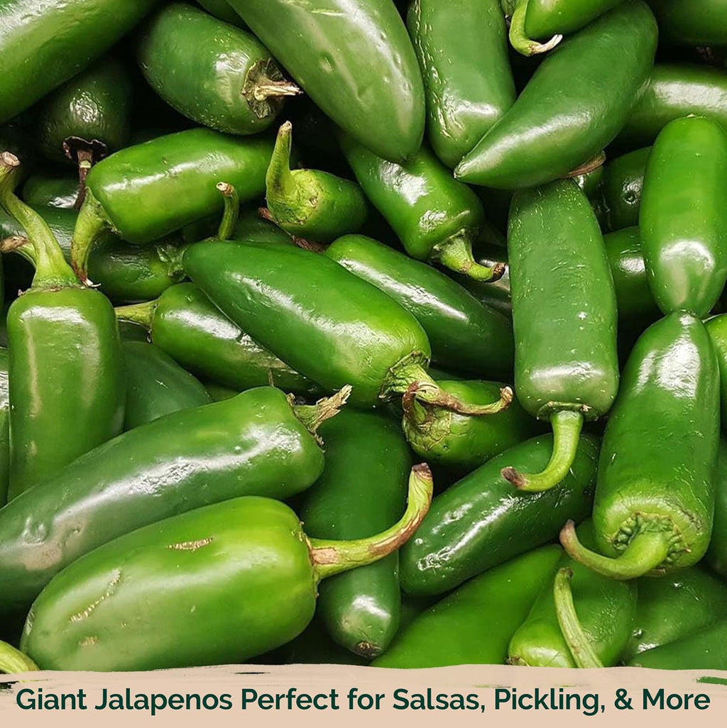 KVITER 100 Grande Jumbo Jalapeno Seeds for Planting (Capsicum Annuum) – Ultimate Stuffer Heirloom Pepper, Extra Large Hot Jalapeno Pepper Seeds – Vegetable Seeds for Outdoor & Indoor Garden