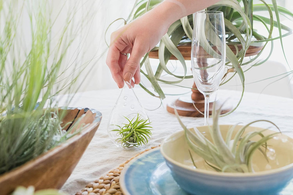 Tillandsia Caput Medusae Air Plants - Live Succulent House Plants - Available in Wholesale and Bulk - Home and Garden Decor - Easy Care Indoor/Outdoor Air Plant (Pack of 1)