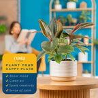 Costa Farms Ficus Live Plant in Decorative Pot, Indoor Houseplant, Assorted Variety, Home, Room, or Office Decor, Great House Warming or Birthday Gift, 12-18 Inches Tall
