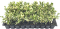 Ligustrum Japonicum Jack Frost Privet - 10 Live Plants - Variegated Evergreen Hedge