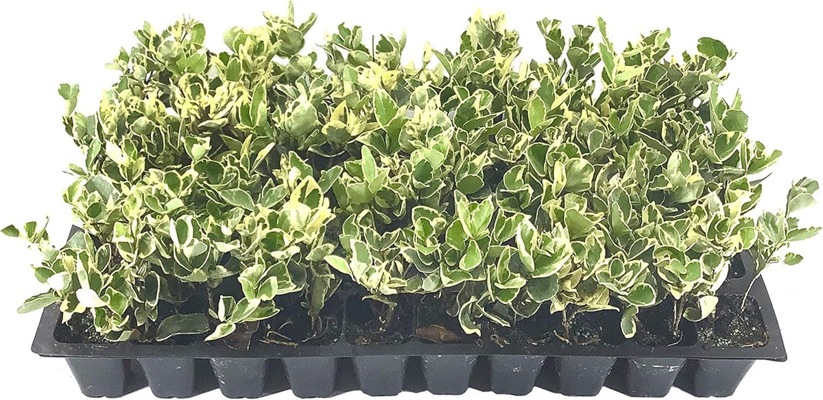 Ligustrum Japonicum Jack Frost Privet - 50 Live Plants - Variegated Evergreen Hedge