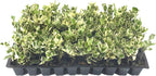 Ligustrum Japonicum Jack Frost Privet - 20 Live Plants - Variegated Evergreen Hedge