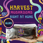 6 LB All-in-One Mushroom Grow Bag: Up to 48oz of Mushrooms! Nutrient-Enhanced, Injection Port, Just Add Your Own Spores & Grow Like Magic (6 LB Bag)