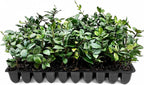 Star Jasmine | 20 Live Plants | Trachelospermum Jasminoides | Fragrant Blooming Evergreen Vine, Low Maintenance, Climbing, White Flowers, Attracts Pollinators, Drought Tolerant