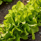 Burpee Bibb' Lettuce Seed Packet - 1.5gm Non-GMO Seeds for Planting Vegetables - Heirloom Bibb Lettuce, Classic Variety, Vegetable Seeds for Home Garden Outdoor Planting (Lettuce, Burpee Bibb)