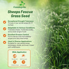 Outsidepride Sheeps Fine Fescue Lawn Grass Seed - 50 Lbs. Perennial Heat & Drought Tolerant Dense, Traffic-Resistant Turf for Shaded Environments w/OptiGrowth Coating for Seed Enhancement