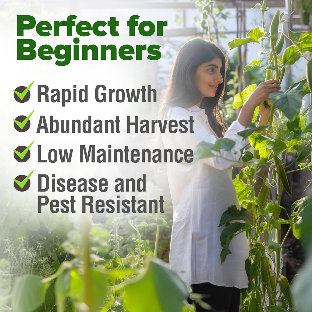 HOME GROWN 𝗨𝗦𝗔 𝗣𝗥𝗘𝗠𝗜𝗨𝗠 Clemson Spineless Okra Seeds 101+ 𝗡𝗢𝗡-𝗚𝗠𝗢 Heirloom Vegetable Seeds for Planting Easy to Grow Outdoor Summer Garden High Germination Rate (Abelmoschus esculentus)