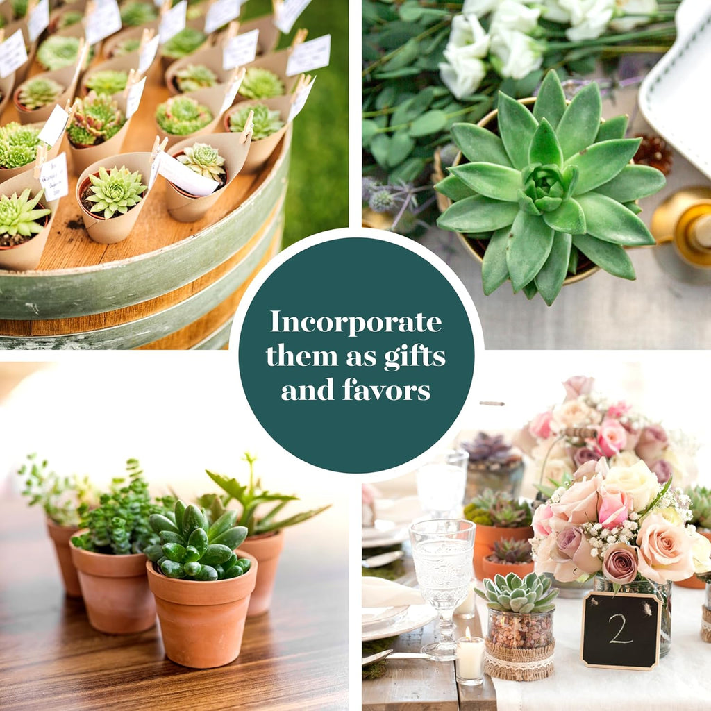 Shop Succulents Verde Succulent Plant Pack Bulk Collection - Live Mini Succulent Plants, Low Maintenance, Mix of Green Succulents & Textures - Wedding and Party Favors, Gift & Garden, Pack of 20
