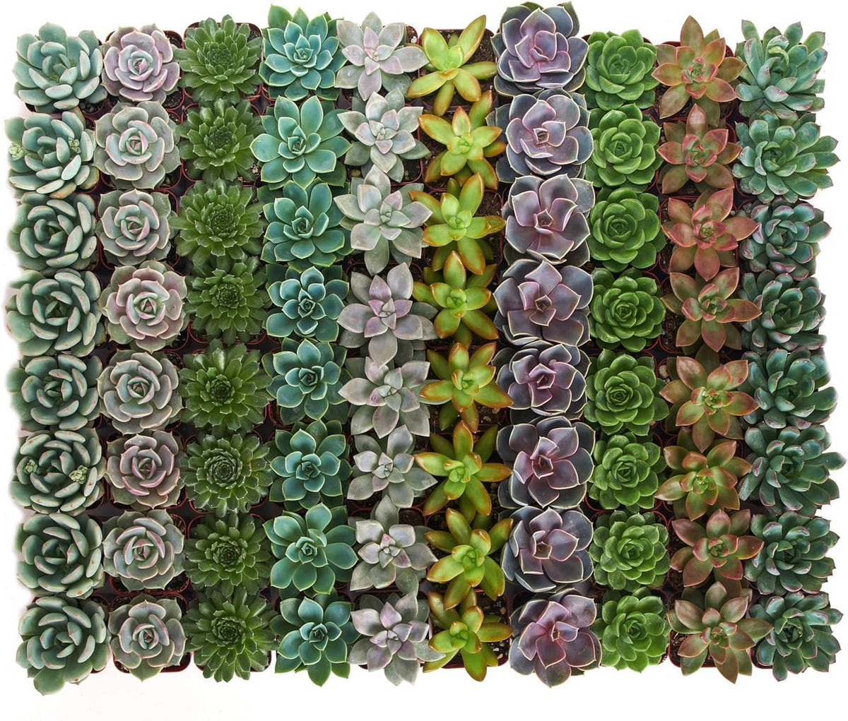 Shop Succulents Rosette Succulent Plant Pack Collection - Live Mini Succulent Plants, Low Maintenance, Floral Shaped Mix of Colors & Textures - Wedding and Party Favors, Gift & Garden, Pack of 256