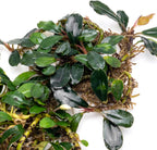 SubstrateSource Bucephalandra Brownie Blue Live Aquarium Plant - Natural Freshwater Fish Tank Decorations and Aquatic Decor (Small Clump (3-5 Plants))
