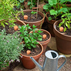 Ollas 8pcs 3.1 * 6inch Terracotta Plant Watering Globes Self Watering Planter Insert Olla Terra Cotta Clay Irrigation Globes