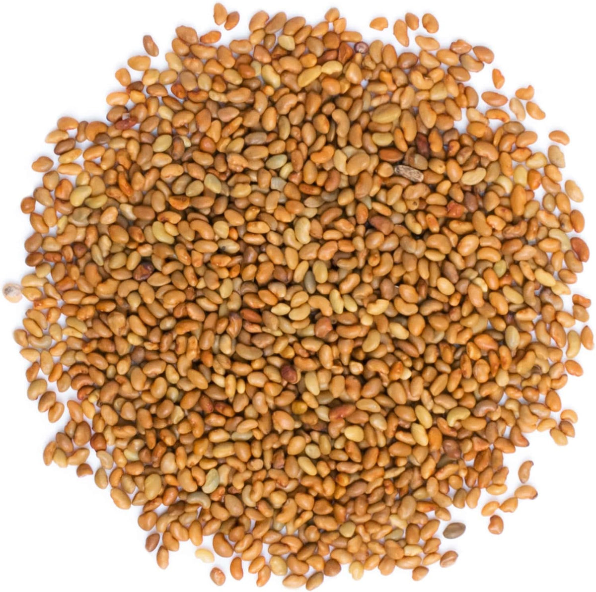 Food to Live - Organic Alfalfa Seeds for Sprouting, 20 Pounds - Non-GMO, Edible Seeds, Pure, Vegan, Kosher, Bulk